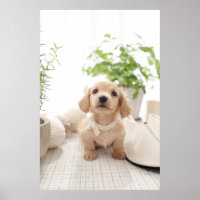 Miniature Dachshund