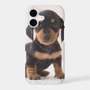 Miniature Dachshund Sitting