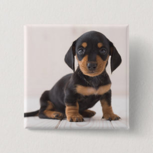 Miniature Dachshund Sitting 15 Cm Square Badge