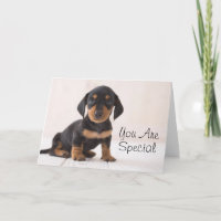 Miniature Dachshund Sitting