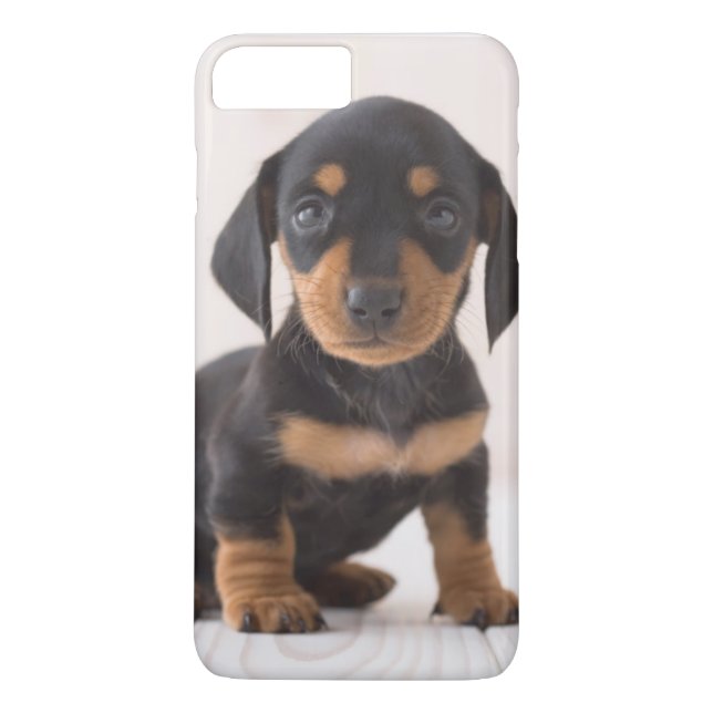 Miniature Dachshund Sitting Case-Mate iPhone Case (Back)