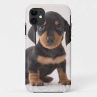 Miniature Dachshund Sitting