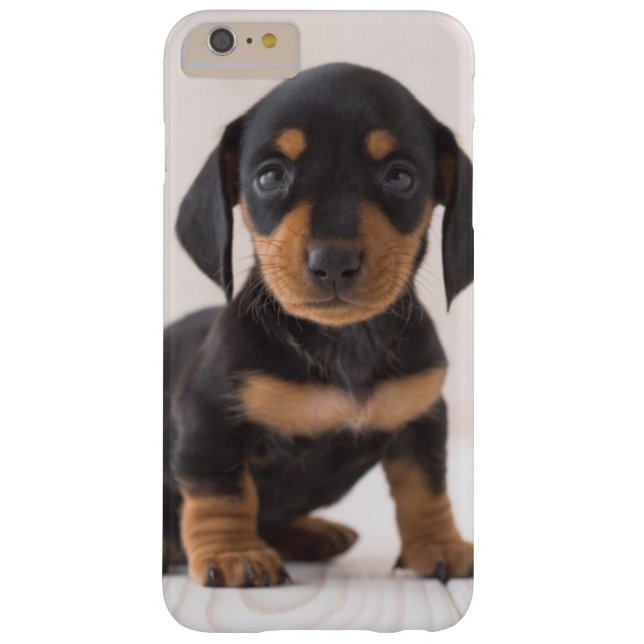 Miniature Dachshund Sitting Case-Mate iPhone Case (Back)