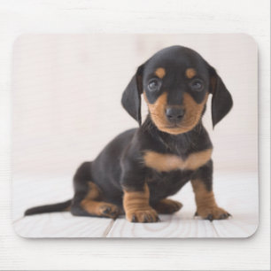 Miniature Dachshund Sitting Mouse Pad