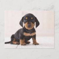 Miniature Dachshund Sitting