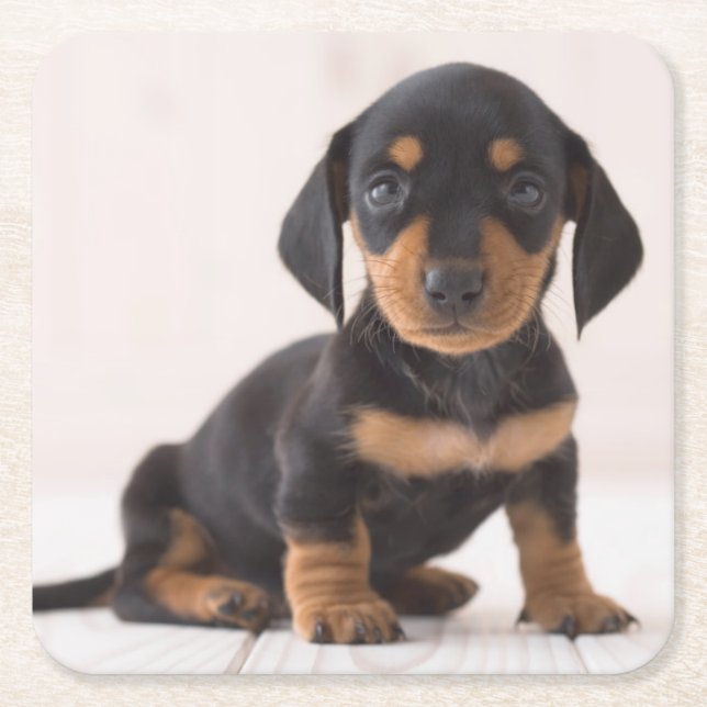 Miniature Dachshund Sitting Square Paper Coaster (Front)