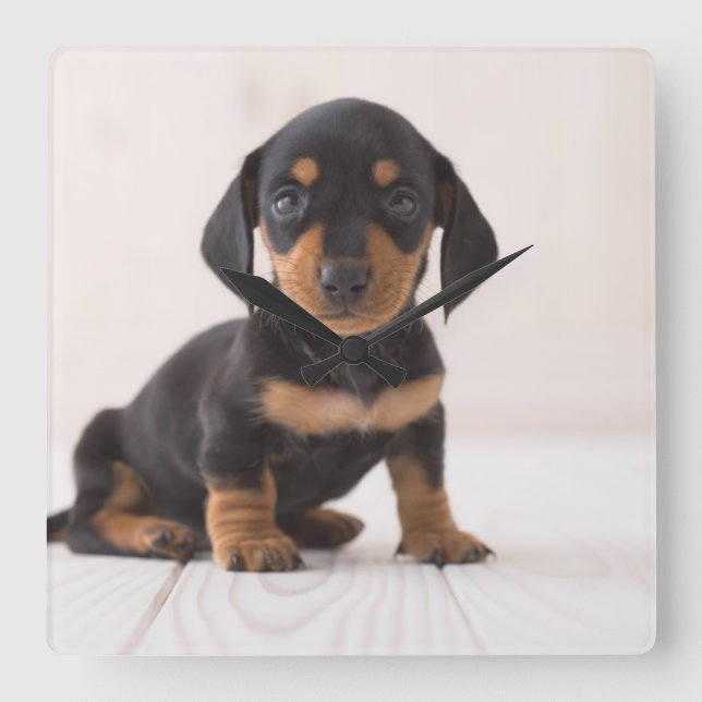 Miniature Dachshund Sitting Square Wall Clock (Front)