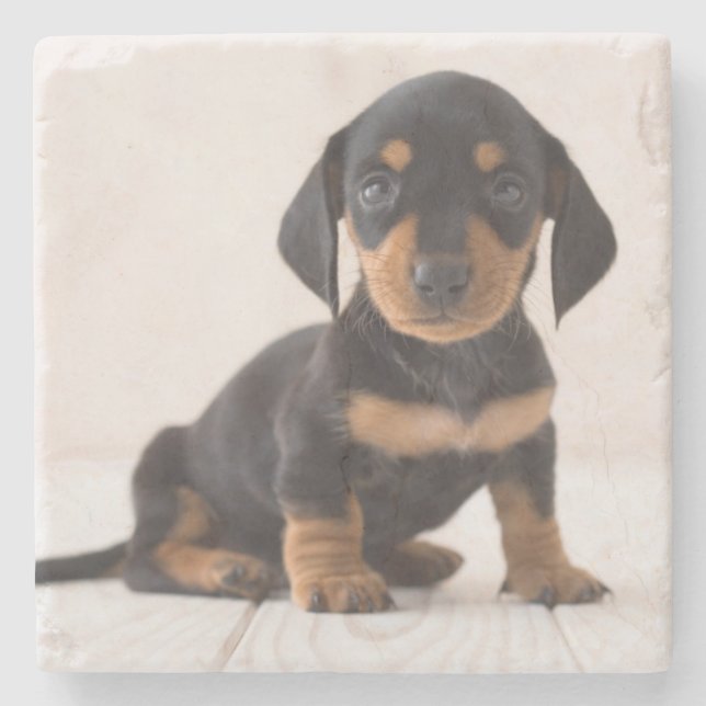 Miniature Dachshund Sitting Stone Coaster (Front)