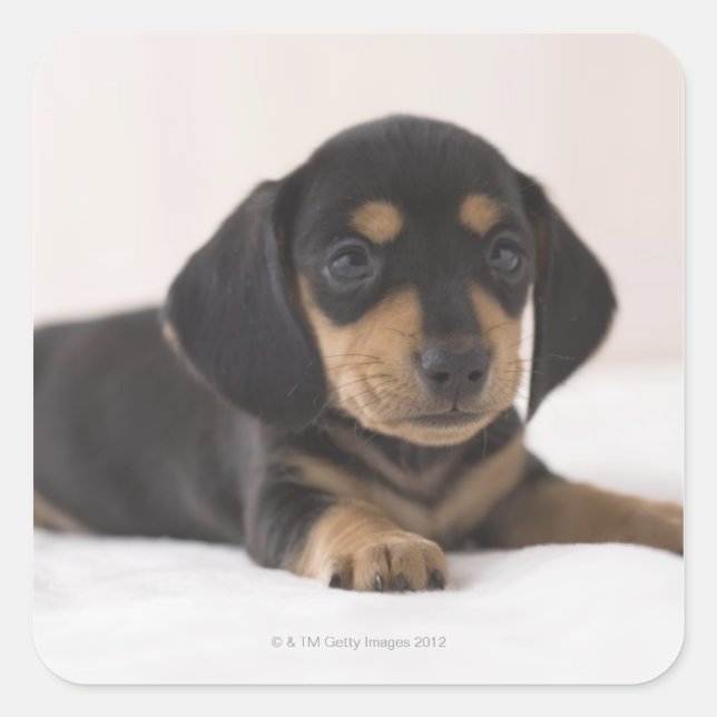 Miniature Dachshund Square Sticker (Front)