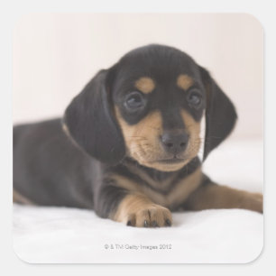 Miniature Dachshund Square Sticker