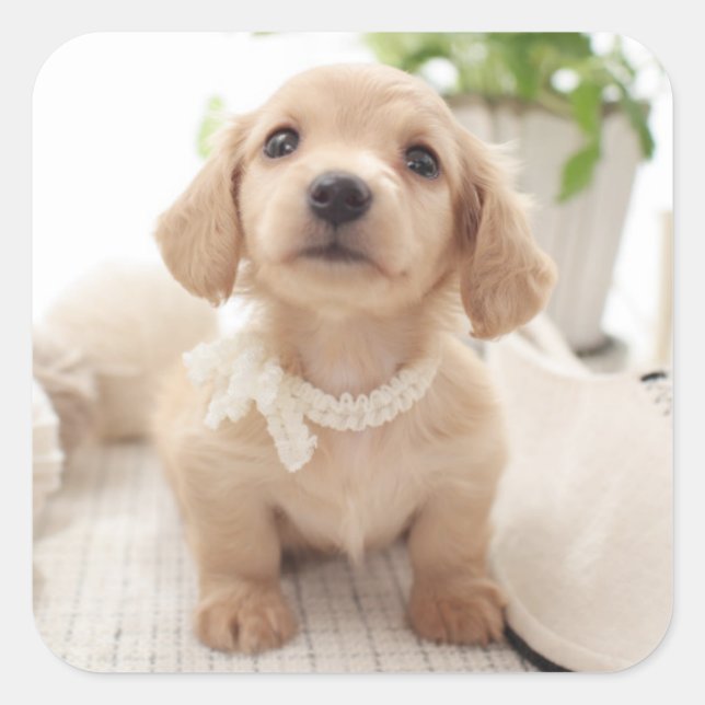Miniature Dachshund Square Sticker (Front)