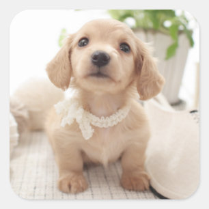 Miniature Dachshund Square Sticker