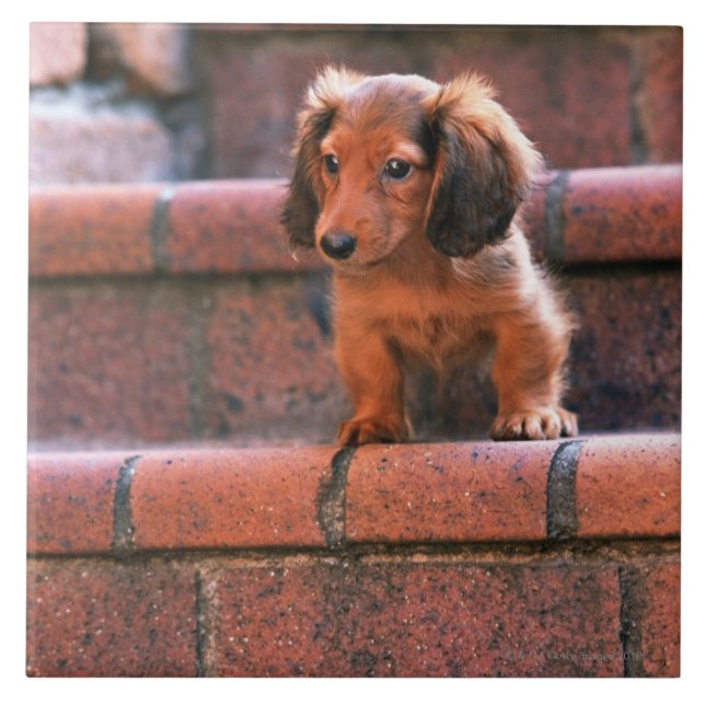 Miniature Dachshund Tile (Front)