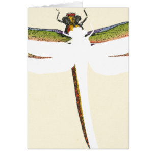 Miniature Dragonfly on White Background