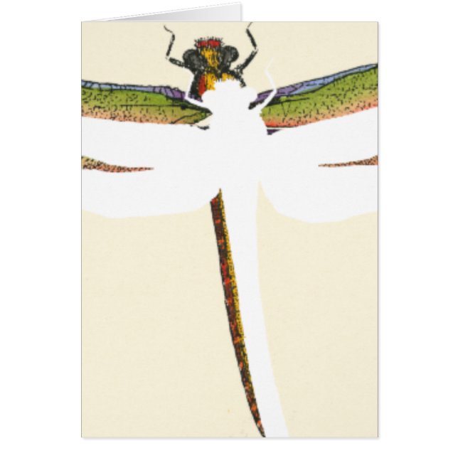 Miniature Dragonfly on White Background (Front)