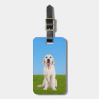 Miniature English Cream Golden Retriever |