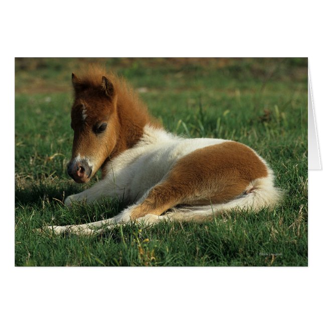 Miniature Foal Laying Down (Front Horizontal)