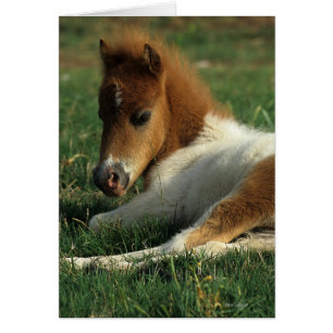 Miniature Foal Laying Down