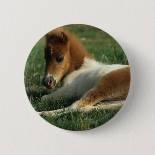 Miniature Foal Laying Down 6 Cm Round Badge