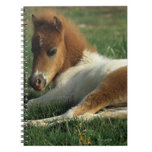 Miniature Foal Laying Down Notebook