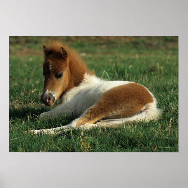 Miniature Foal Laying Down Poster (Front)