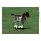 Miniature Foal Running