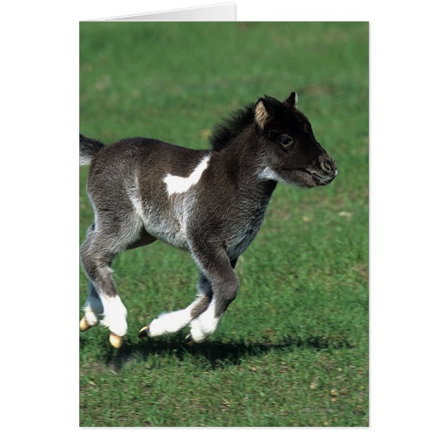 Miniature Foal Running (Front)