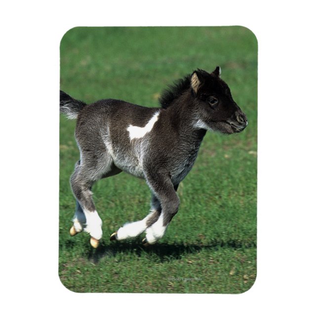 Miniature Foal Running Magnet (Vertical)