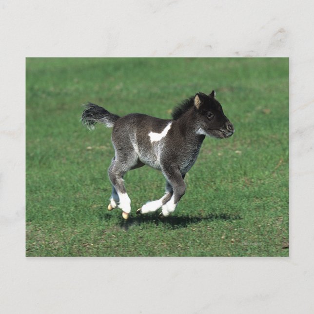 Miniature Foal Running Postcard (Front)