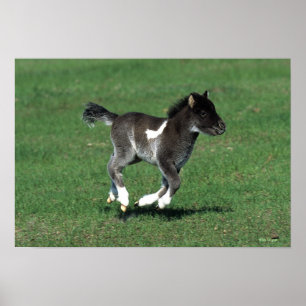 Miniature Foal Running Poster