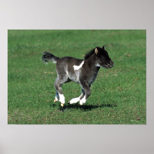 Miniature Foal Running Poster (Front)