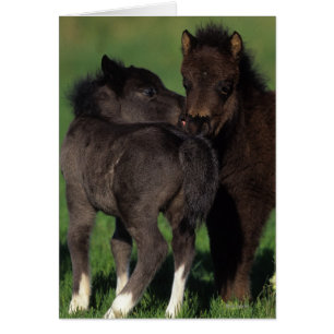 Miniature Foals 1