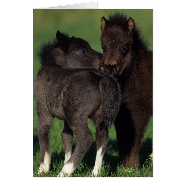 Miniature Foals 1 (Front)