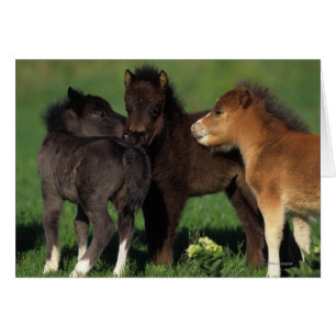 Miniature Foals 1