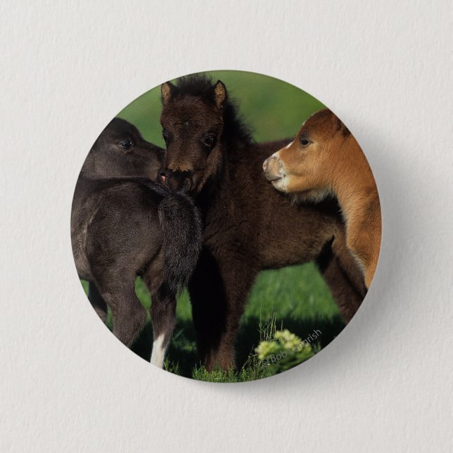 Miniature Foals 1 6 Cm Round Badge (Front)