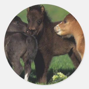 Miniature Foals 1 Classic Round Sticker