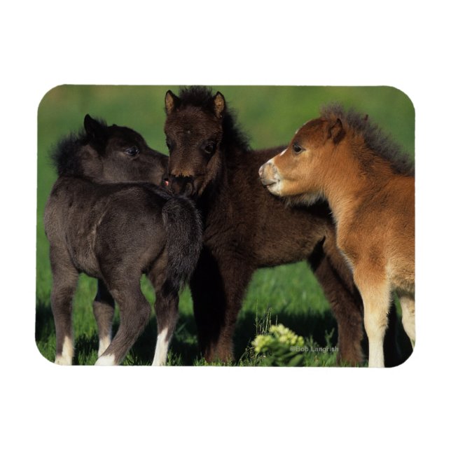 Miniature Foals 1 Magnet (Horizontal)