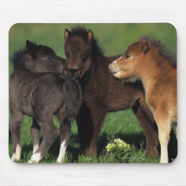 Miniature Foals 1 Mouse Pad (Front)