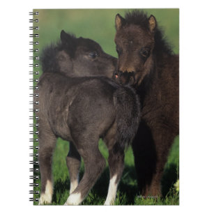 Miniature Foals 1 Notebook
