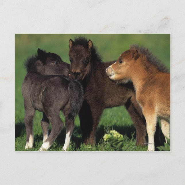 Miniature Foals 1 Postcard (Front)