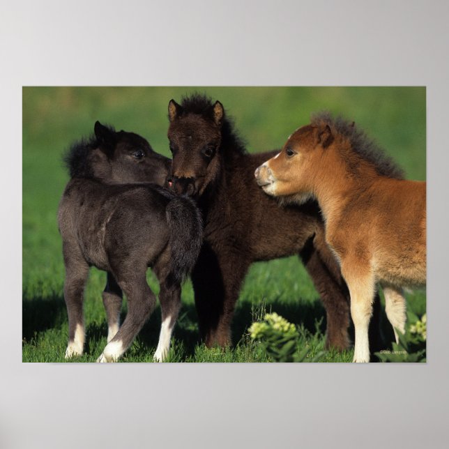 Miniature Foals 1 Poster (Front)