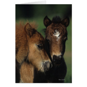 Miniature Foals 2