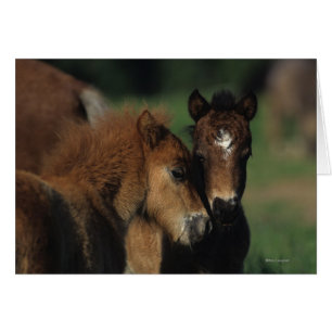 Miniature Foals 2