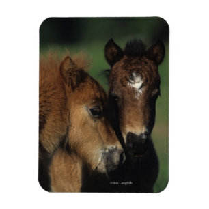 Miniature Foals 2 Magnet