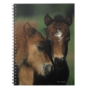 Miniature Foals 2 Notebook