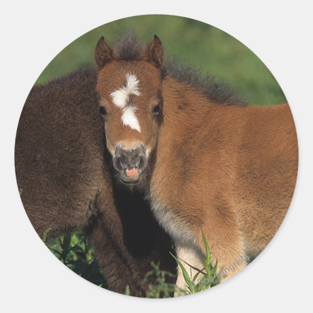 Miniature Foals in Grass Classic Round Sticker (Front)