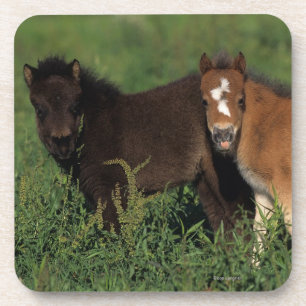 Miniature Foals in Grass Coaster