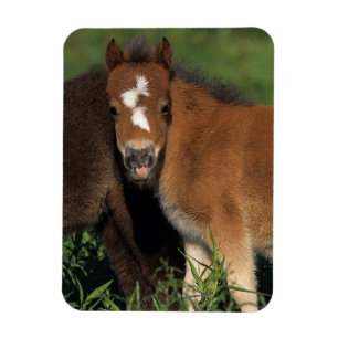 Miniature Foals in Grass Magnet