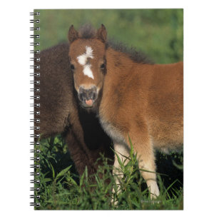 Miniature Foals in Grass Notebook