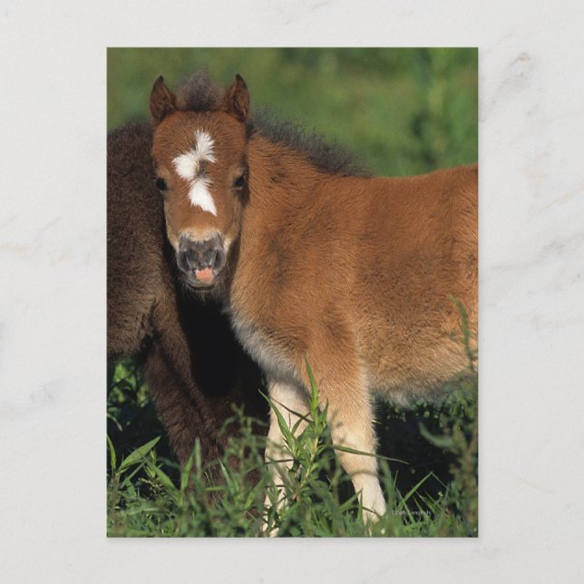 Miniature Foals in Grass Postcard (Front)
